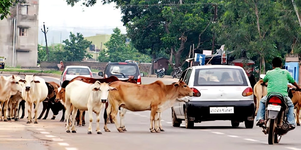 NHAI launches pilot project to address stray cattle hazards on highways NHAI launches pilot project to address stray cattle hazards on highways